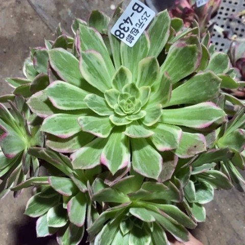 438万彩灯满25包邮多肉