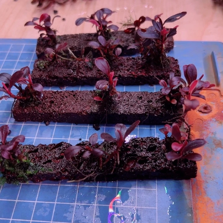 辣椒榕红美人来了