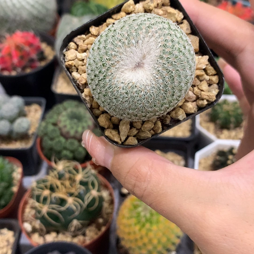 当前无花栽培后可以开花月世界仙人球