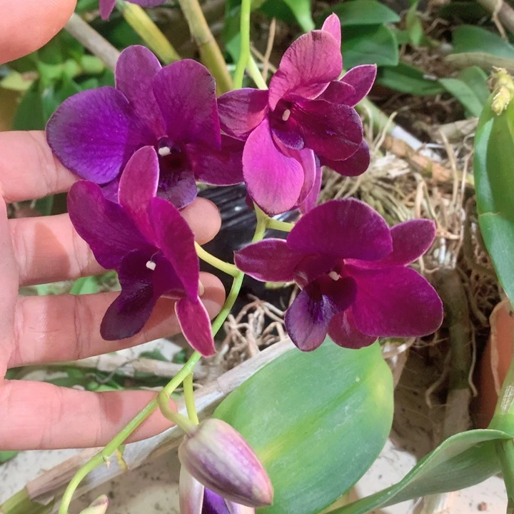 完全开放无花一代大紫眸2-3苗，花叶不包损