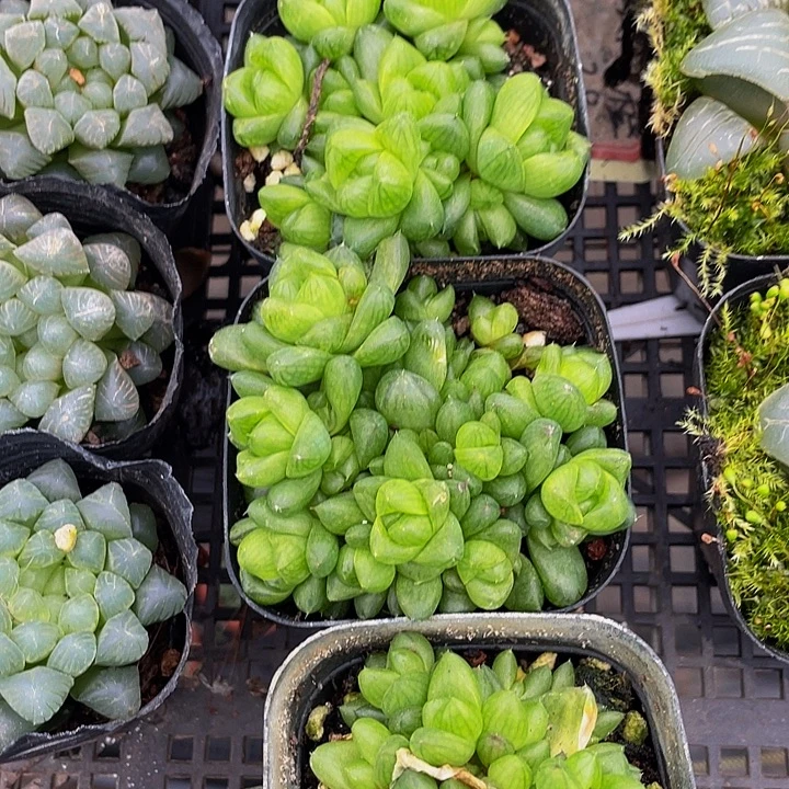 草玉露群带盆土发