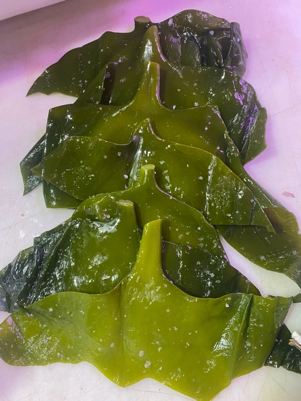 盐渍海带头小头精选