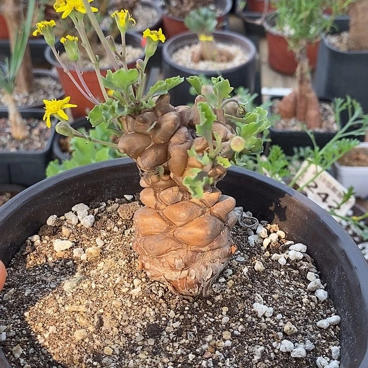 286蛮鬼塔厚敦菊一一一一一一一