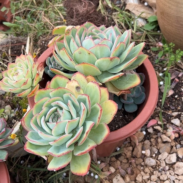 晨露。