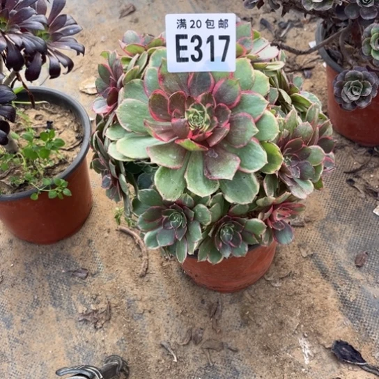 317粉花妖不包断枝