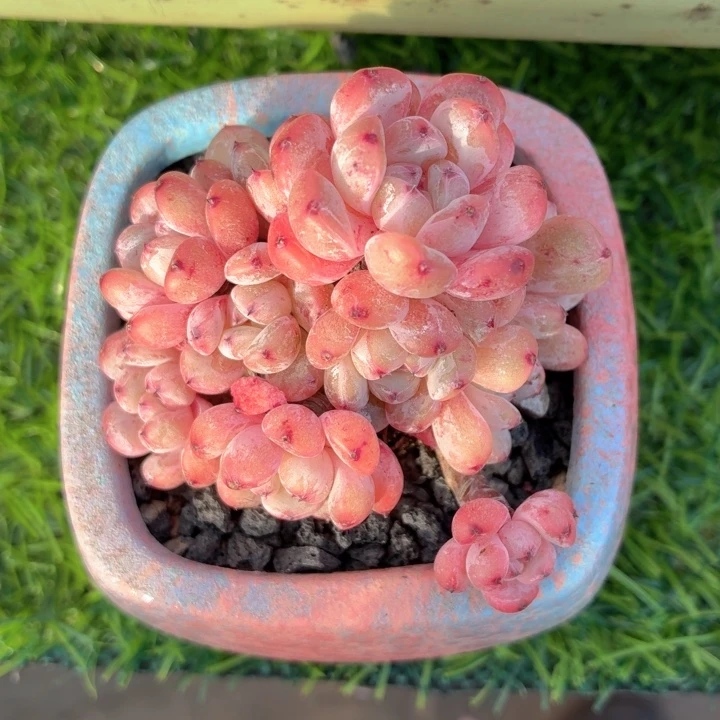 多肉植物 小雪爪-4