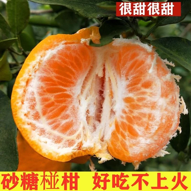 【越放越甜】湖北宜昌清江椪柑芦柑酸甜多汁新鲜现摘产地直发