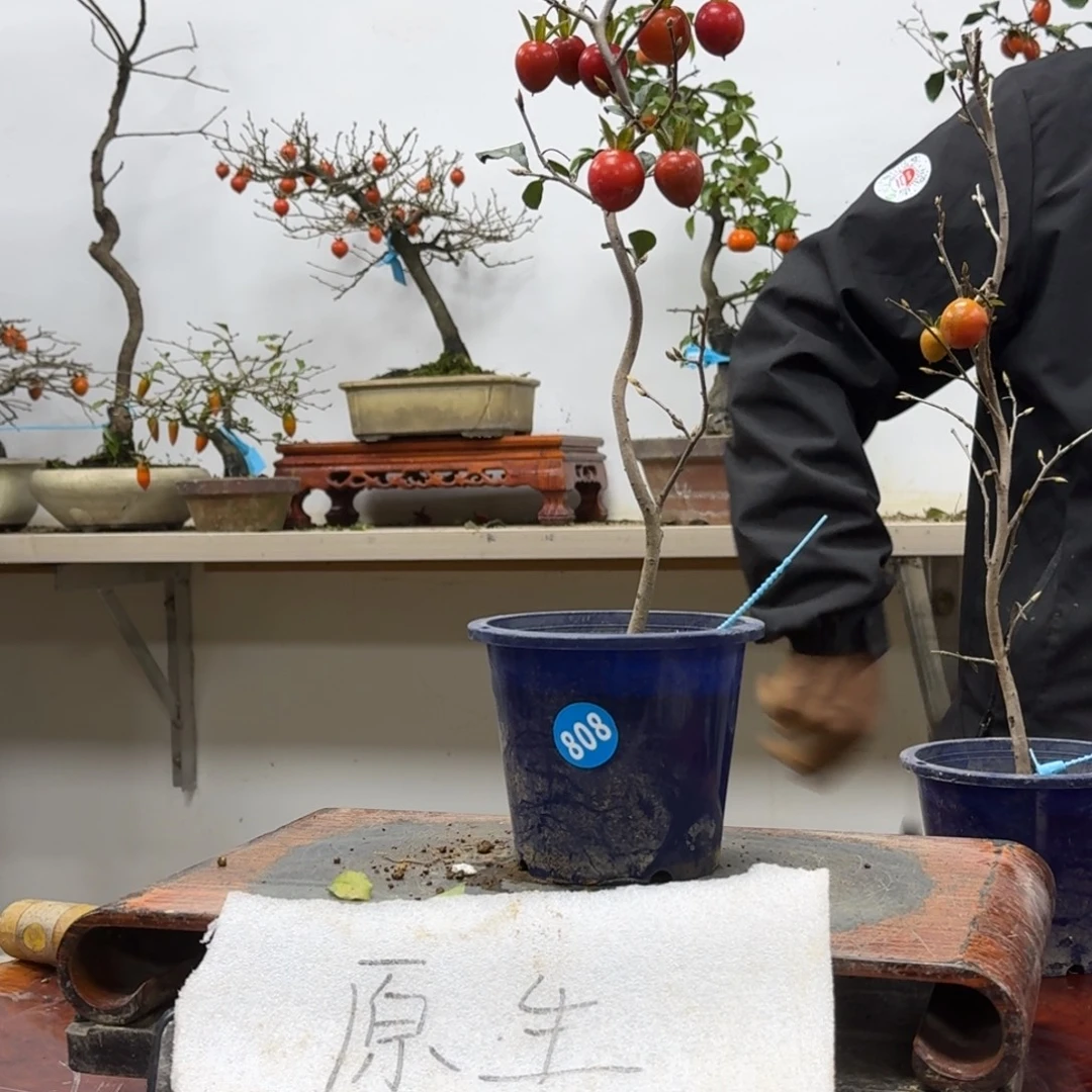 藏***步无花朵808顺丰到付不包邮