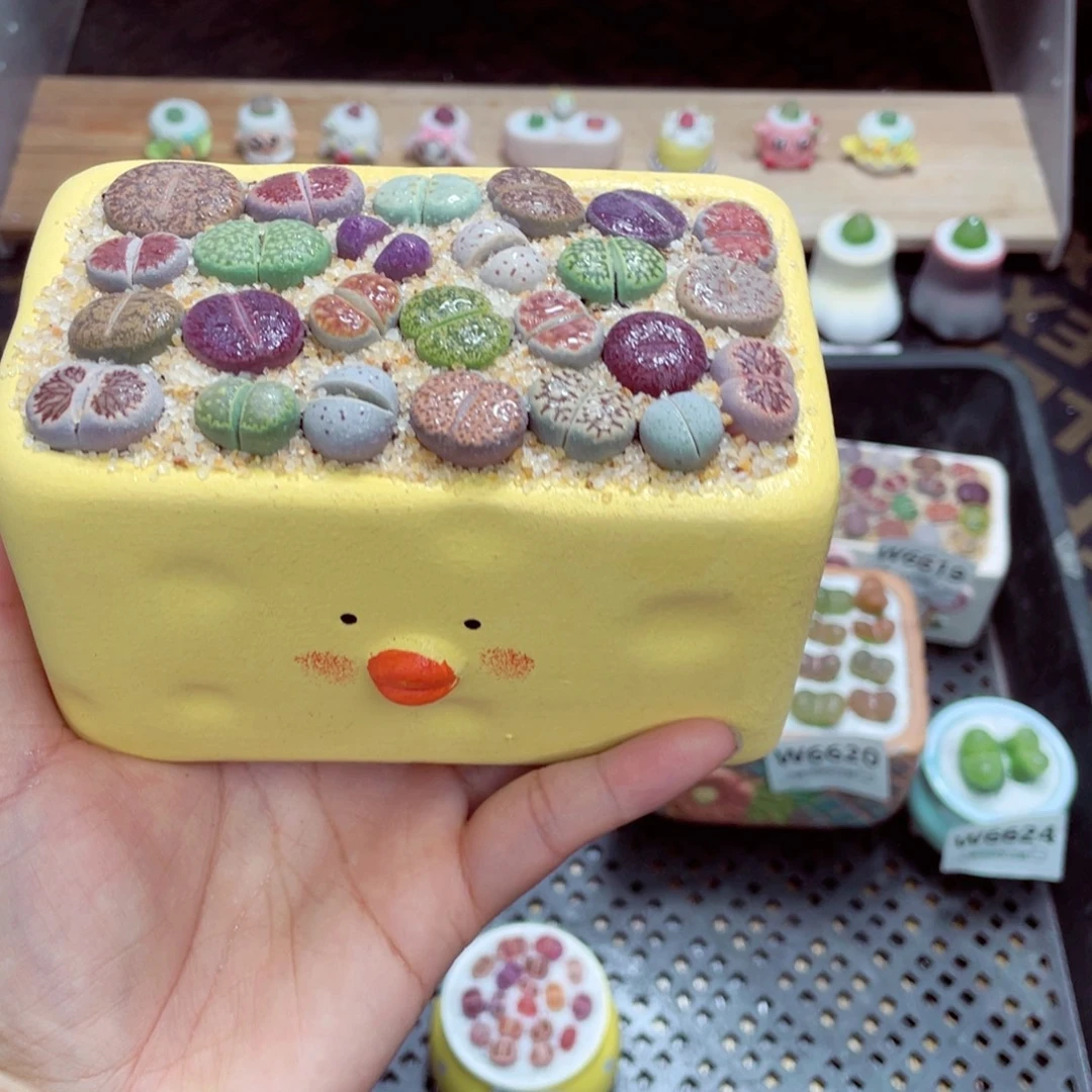 w6628 带盆土发货一物一拍