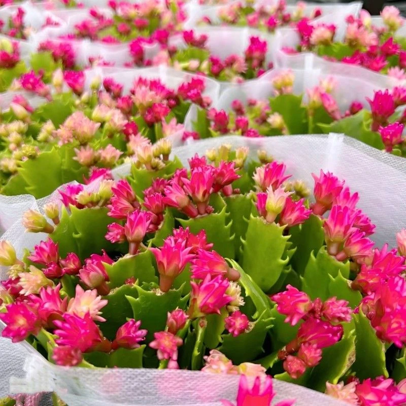 带花苞爆米花蟹爪兰盆栽室内阳台好养多季开花花卉