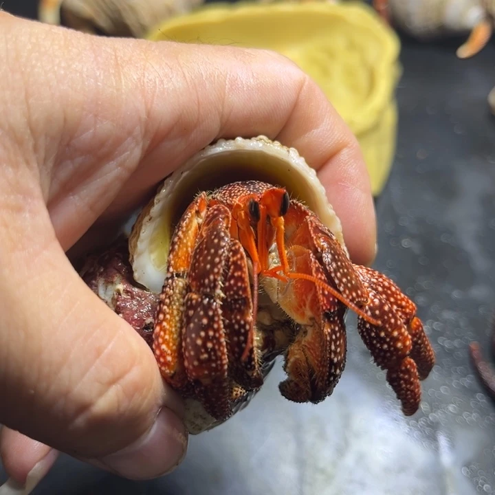 黑莓2.8口径需要拍加热包