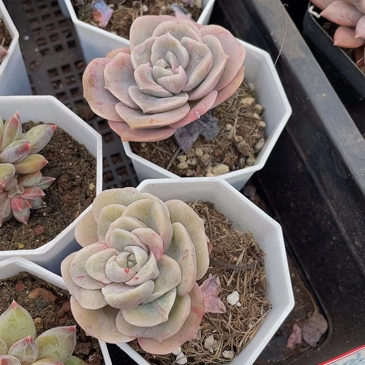 石化可爱玫瑰带盆土发