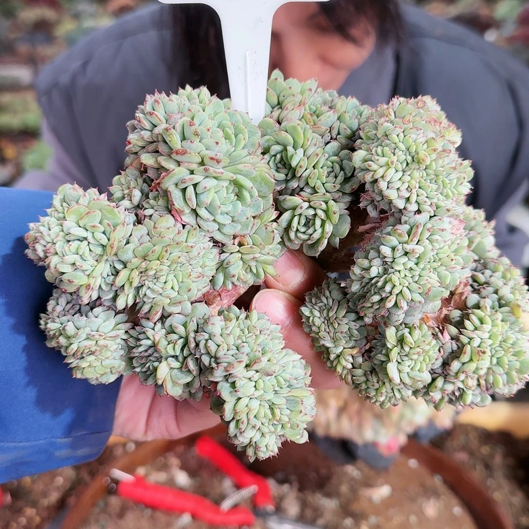 2734号白胖子缀48          肉