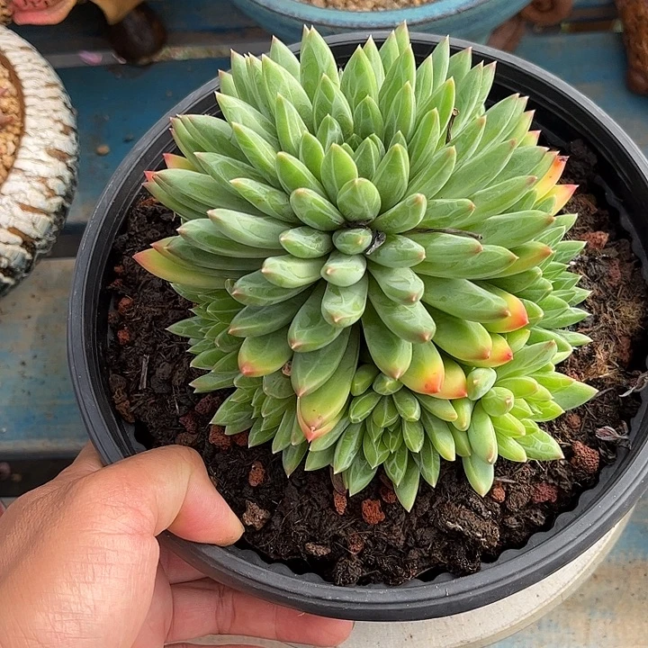 多肉植物一物一拍