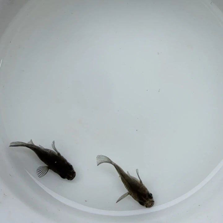 青鳉鱼大蛇球球39号