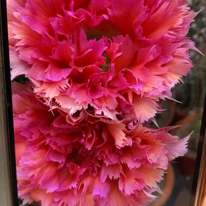 香香羽毛2号和520侧芽瑕疵