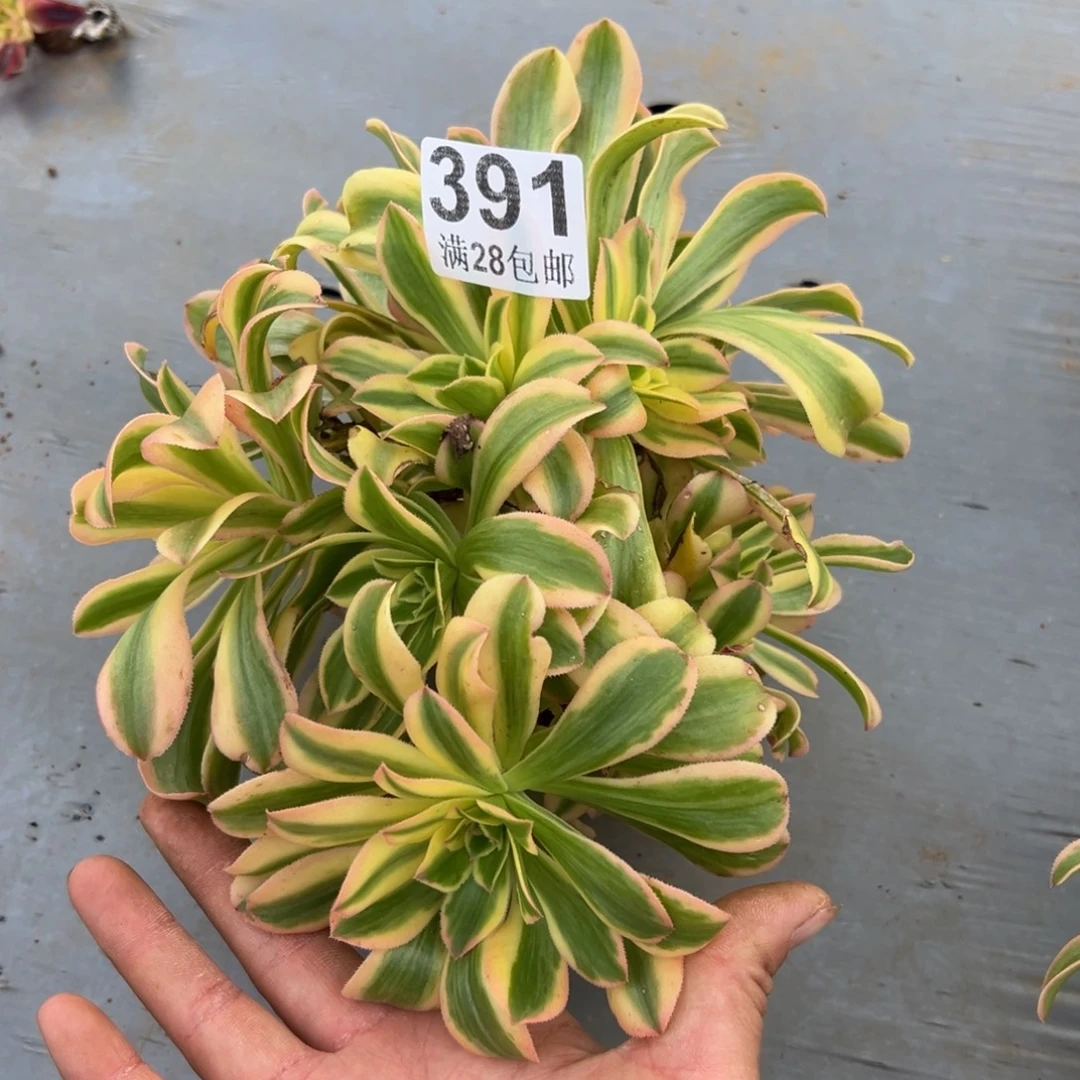 多肉植物391无售后