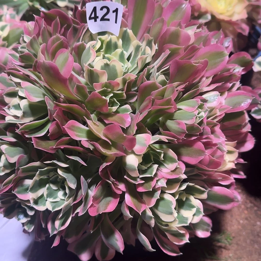 柠*多肉植物白凤421