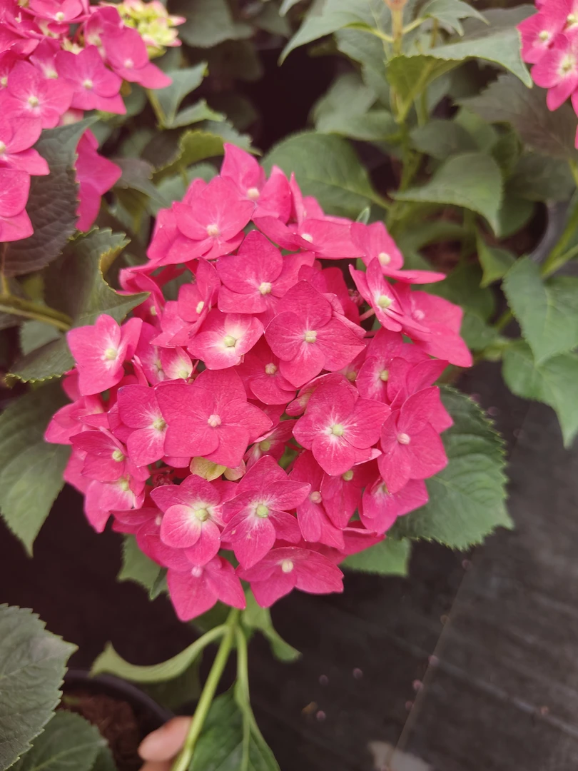 绣球花五代无尽夏袭夏原土原盆超长花期新手易养庭院阳台绿植花卉