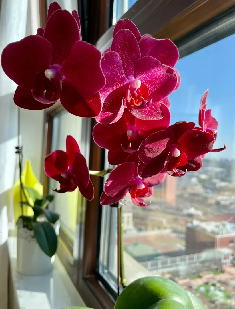 （拉菲）蝴蝶兰成熟苗发货3.5寸