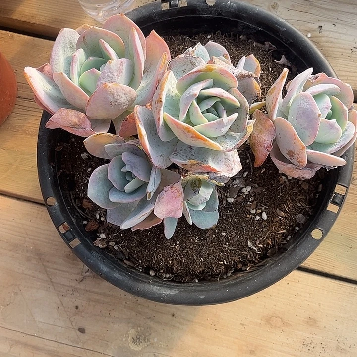 冰***淋奶茶大群，一物一拍