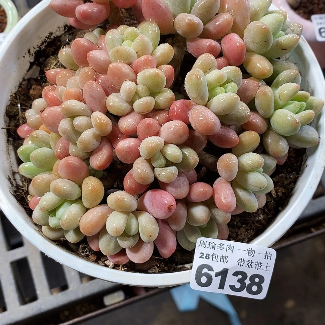 精控多肉植物6138