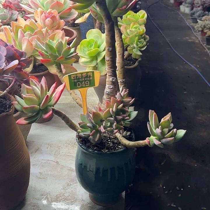 *****芒果美人多肉植物精华萃取049
