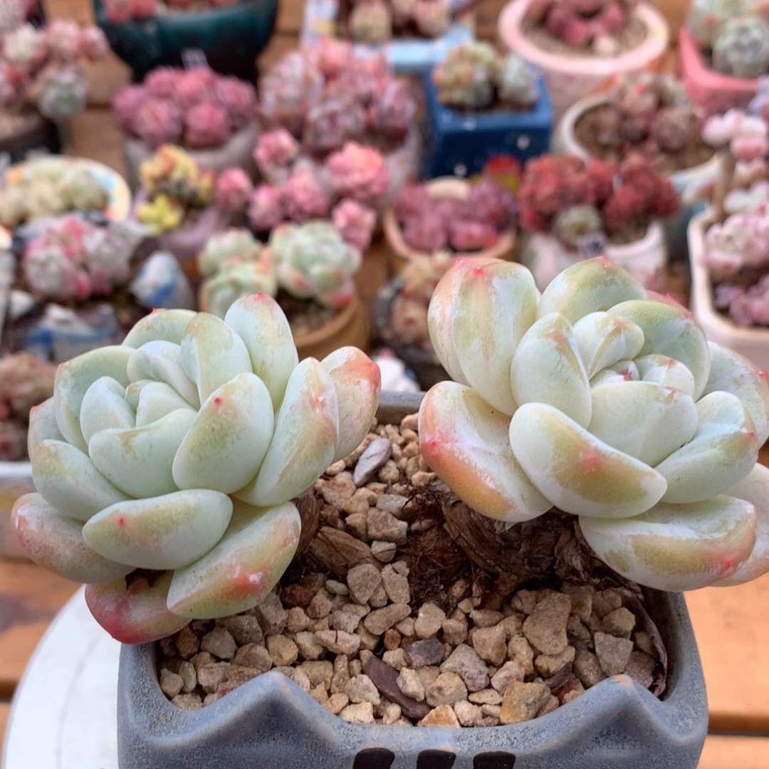 冰玉一物一拍 015