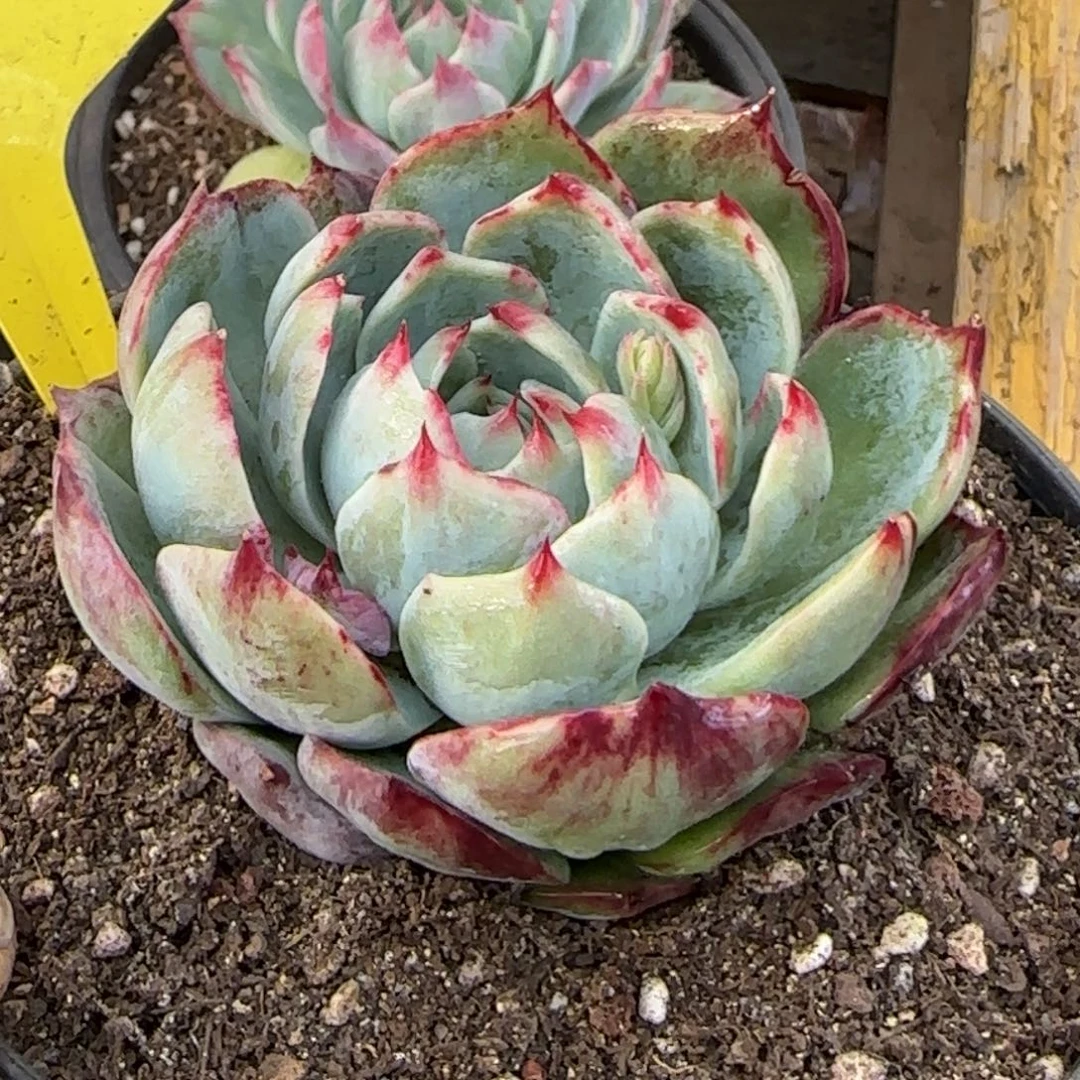 黑红拉丝惊鸿一物一拍包装收缩花旱301