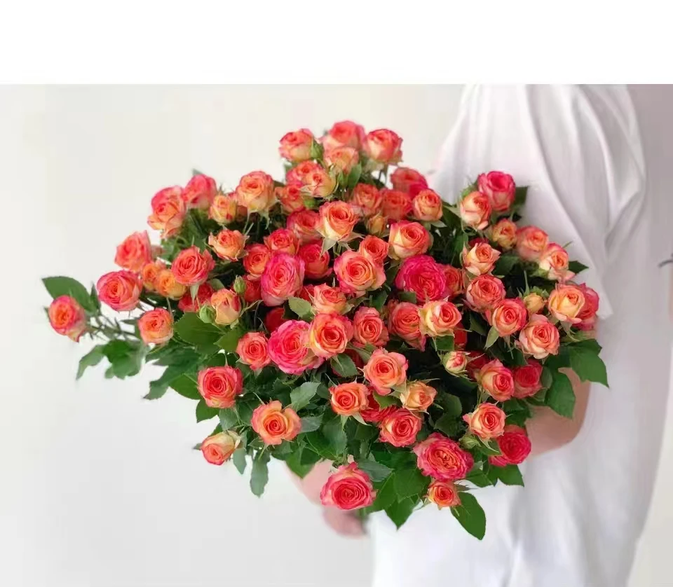 【爱丽丝】 多头玫瑰 经典 红色云南基地鲜花批发