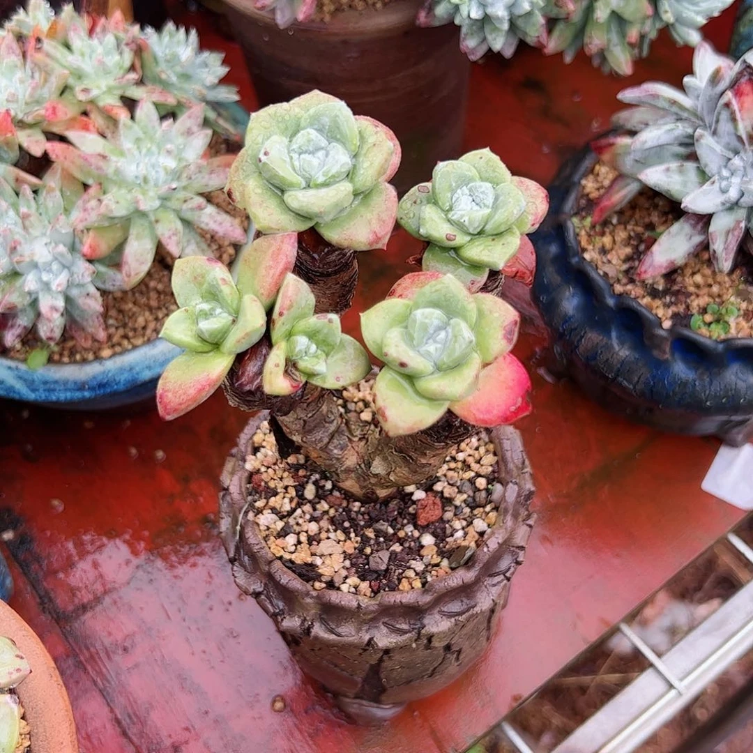 2568苹果叶仙女杯多肉