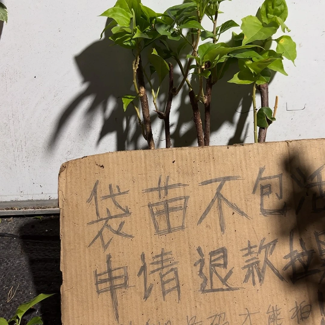 静***萌当前无花栽培后可以开花袋苗盲盒三颗10