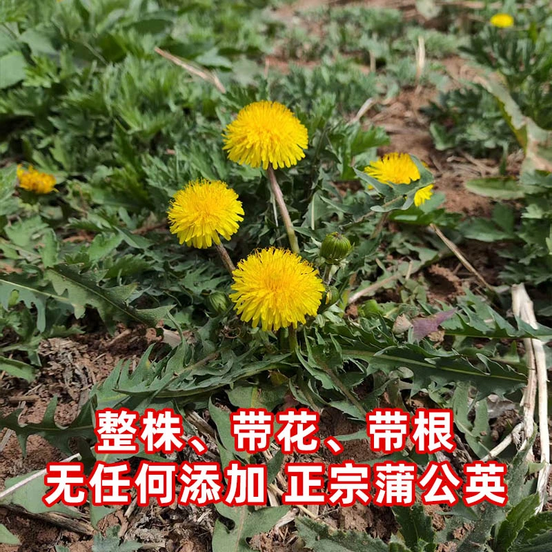 蒲公英正品深山非种植泡水喝整株带根晒干婆婆丁无硫无熏干货山货