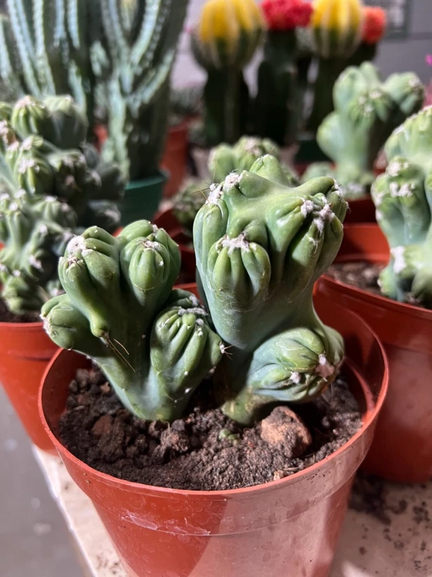 稀有仙人掌紫云罗汉 彩山影锦防辐射多肉植物盆栽花卉好养易养