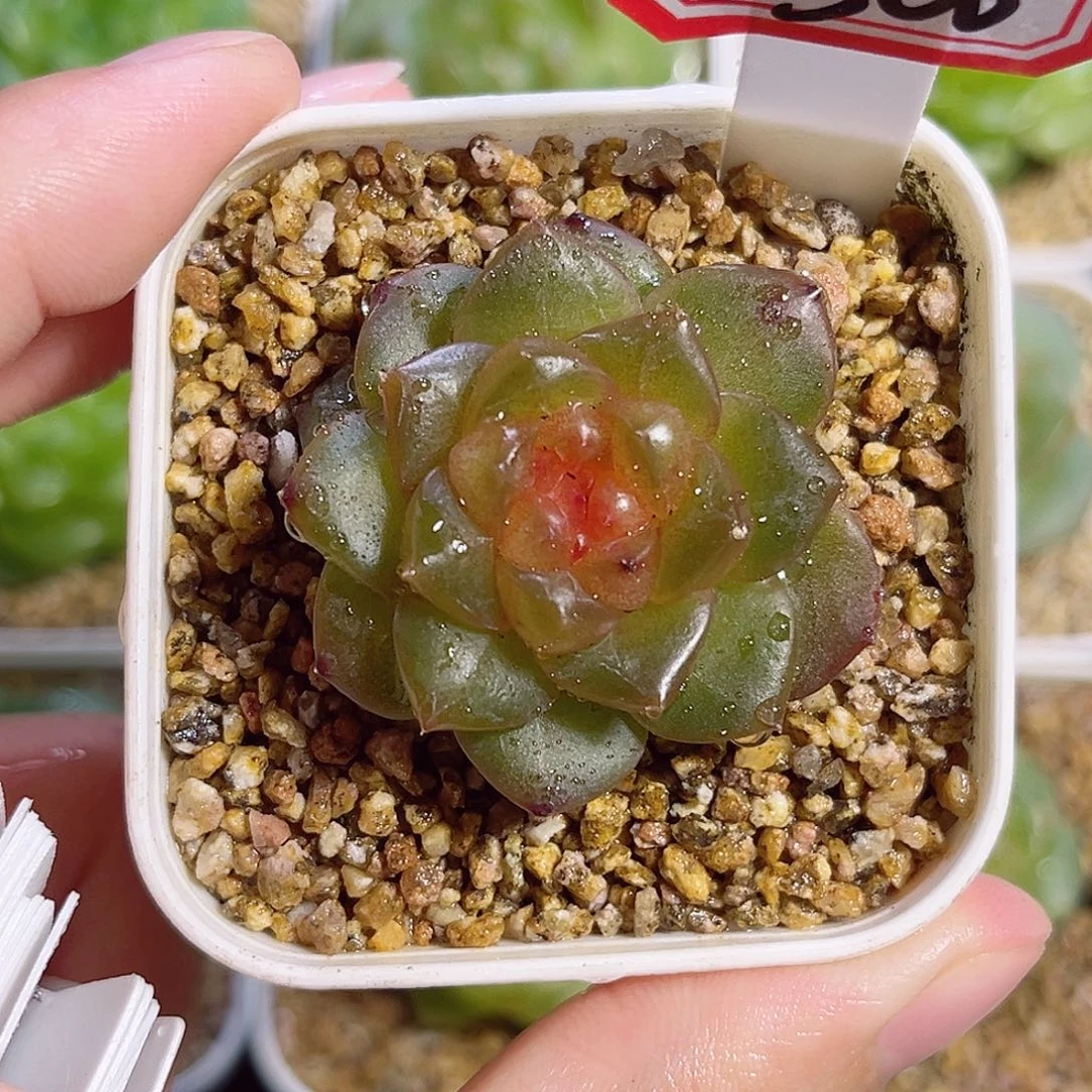 C300 一物一拍 珍妮精选