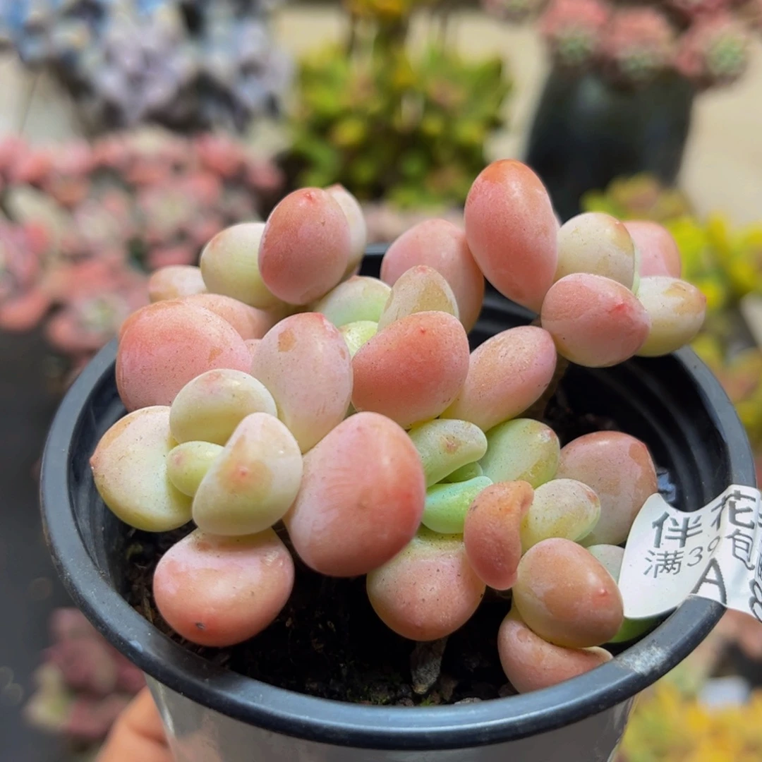 854橘子香水8cm多肉