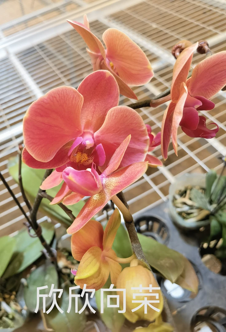 欣欣向荣   精品蝴蝶兰基地直发