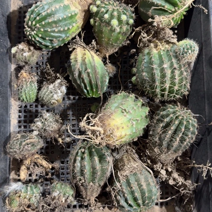 349筐拍无名带根脱土发货软瘦斑