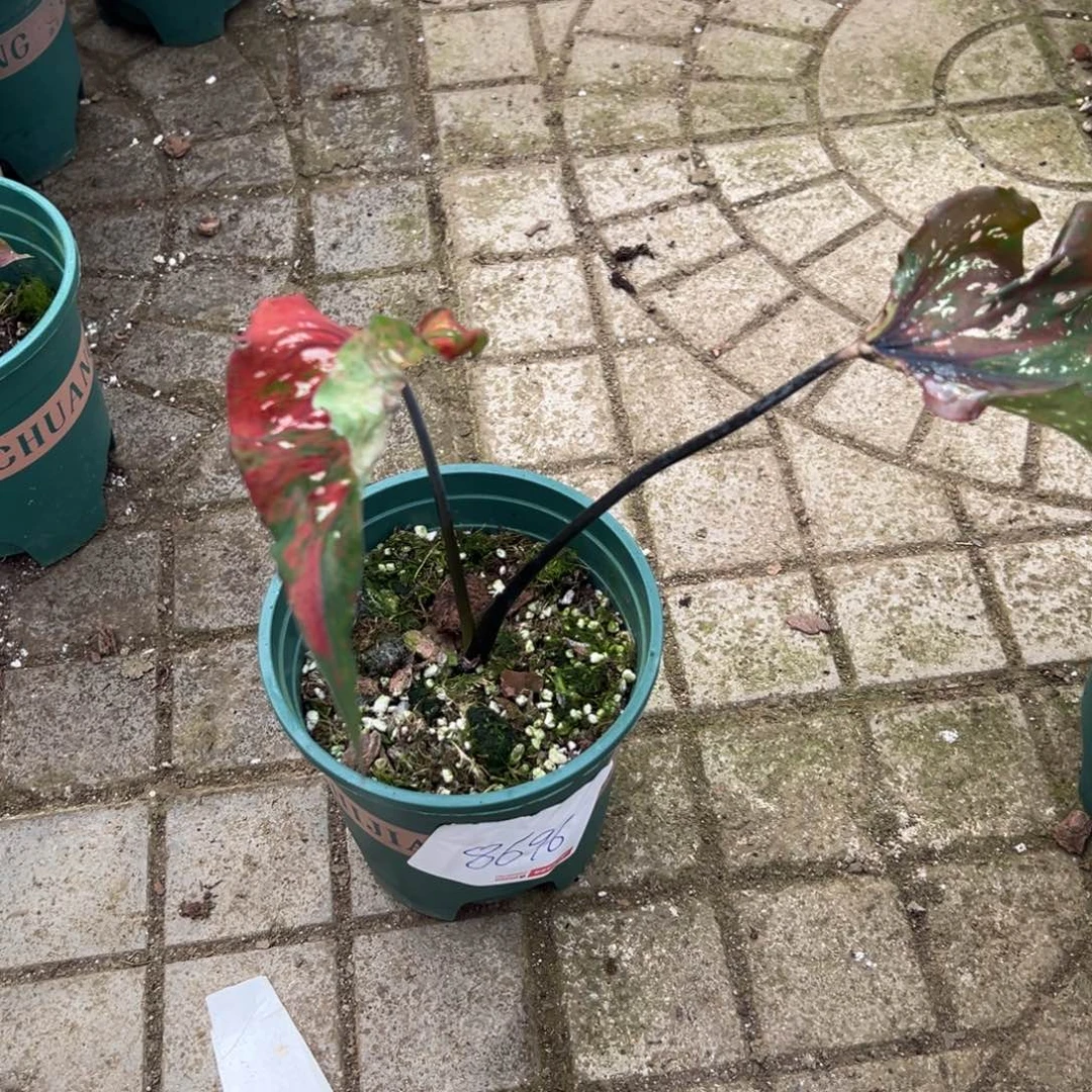 小***蝶完全开放一物一拍8696