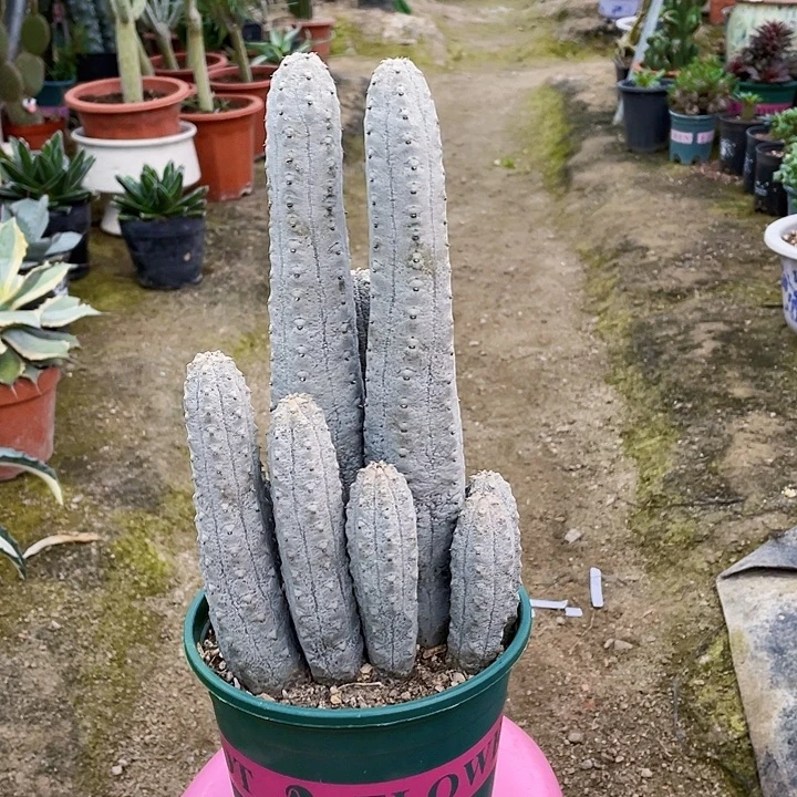 最***文完全开放微瑕水泥柱裸根发货26cm