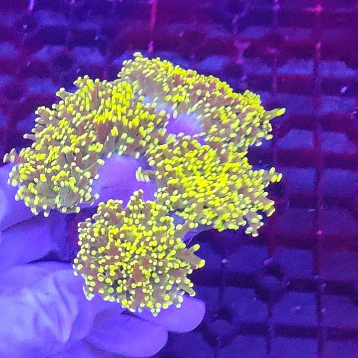 智海珊瑚不支持退货不包邮接受下单