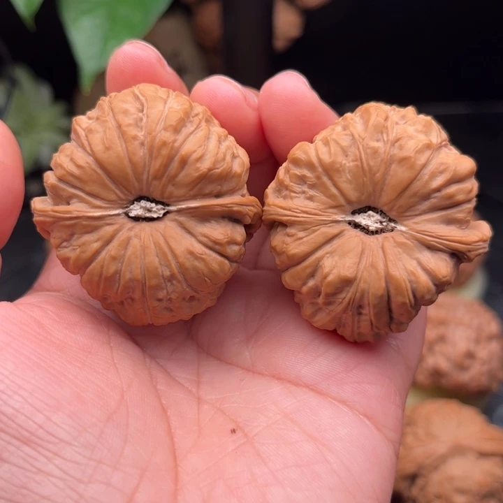 文玩核桃把件南瓜墩有龟背