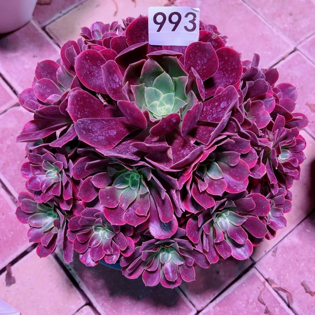 993金丝雀法师多肉植物