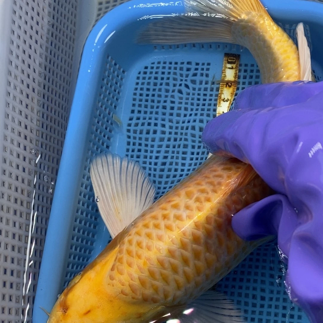 锦鲤冷水锦鲤包邮