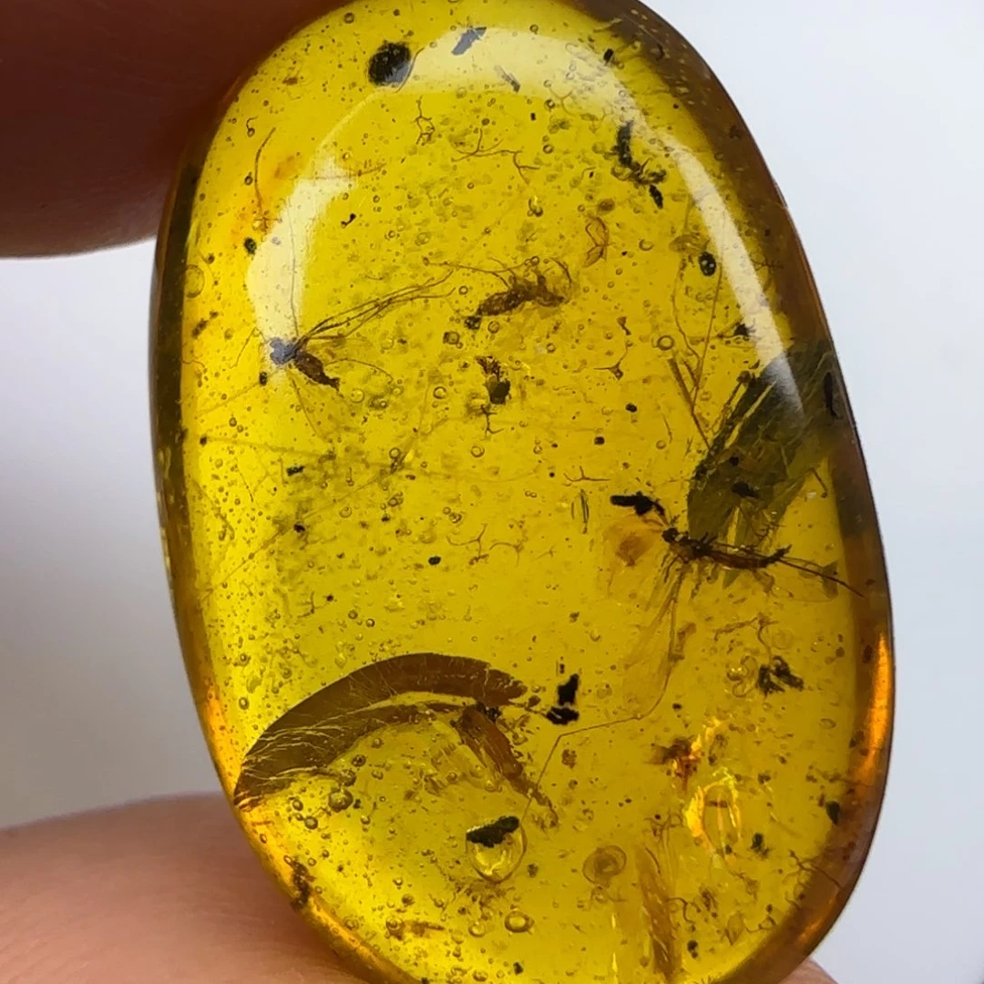 琥珀裸石未镶嵌长喙歇呤