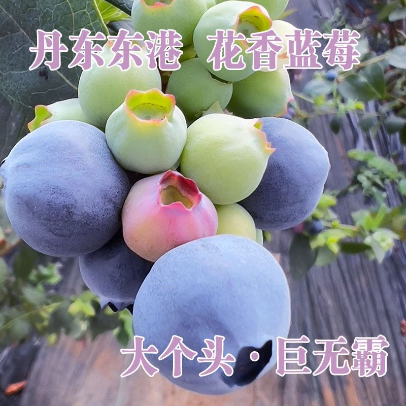 【现摘现发】丹东枝头蓝莓AH5宝宝花香蓝莓新鲜采摘清甜多汁海鲜