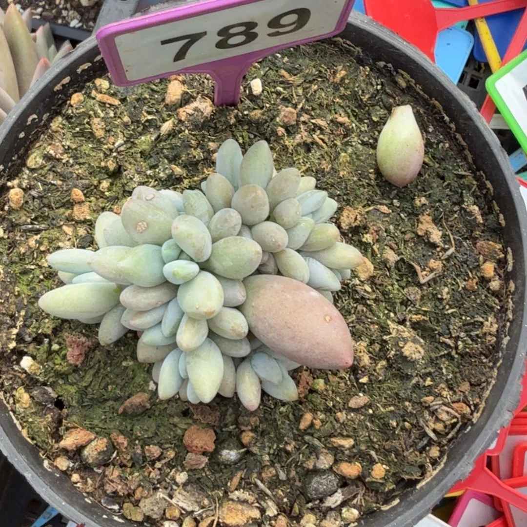 多肉植物白兰地789