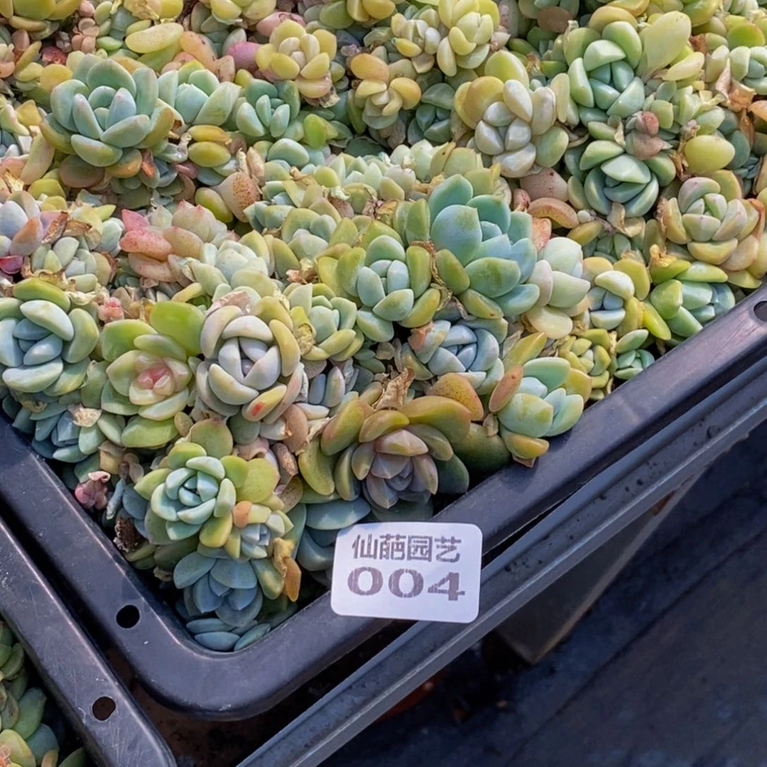 ?004的人生态度是一种态度。我在