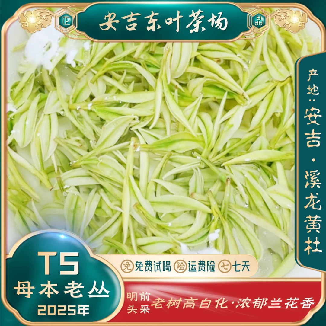 【盛夏特惠母本老丛T5】2025新茶安吉溪龙黄杜稀缺老树白茶浓兰花香