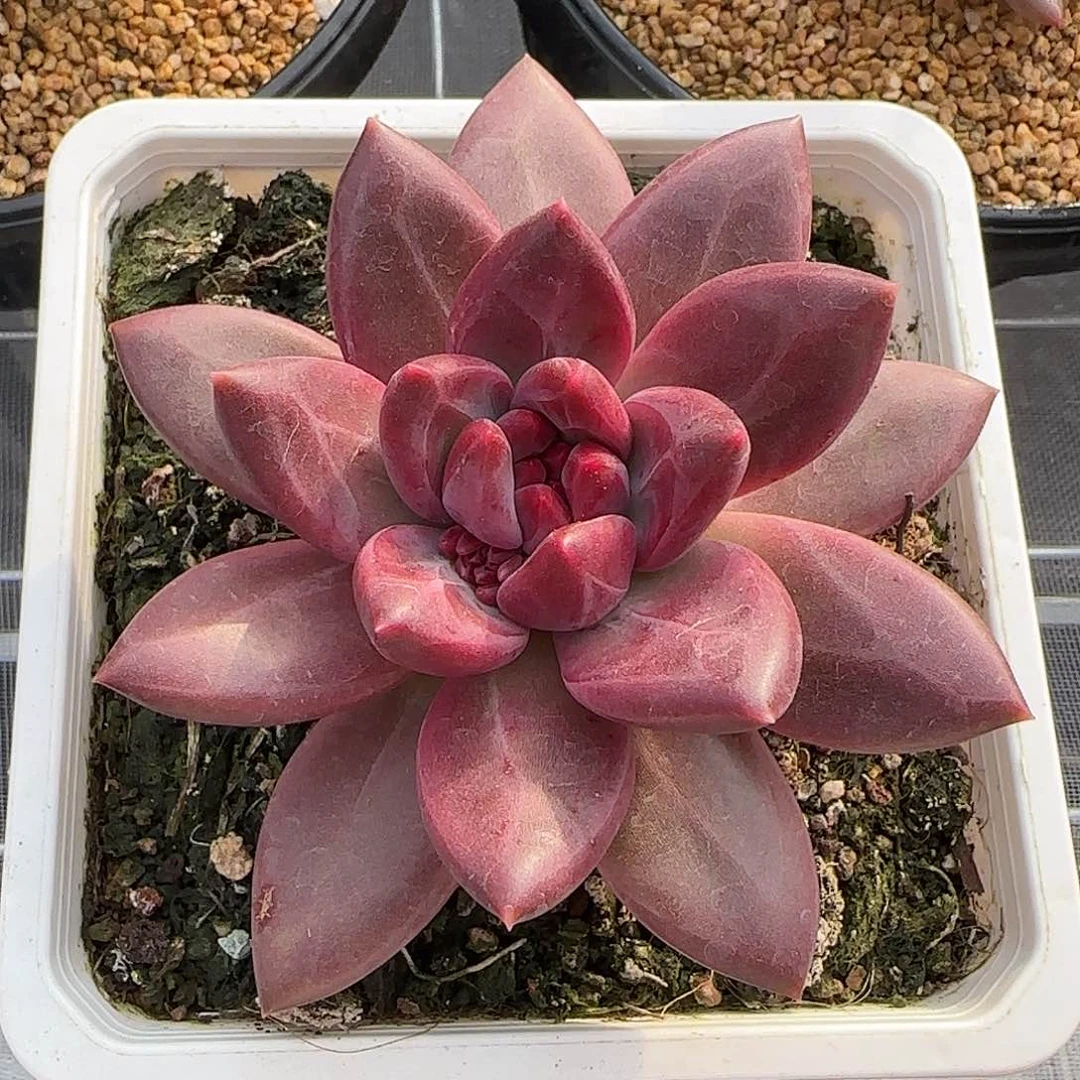 心****✺从前慢花园精选0122-1